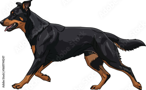 Beauceron dog walking side profile view vector illustration