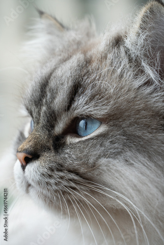Vertical close up of a cat’s head with striking blue eyes and light fur, captured in detail against a soft background, perfect for pet or animal-themed projects