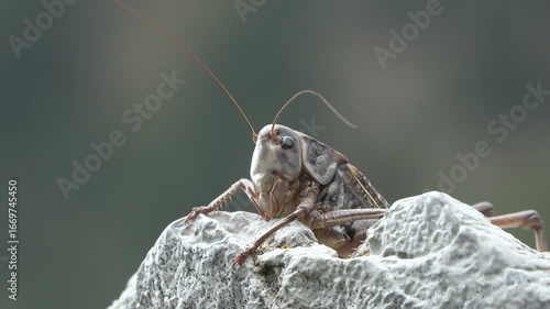 Folidottera cinerea Pholidoptera griseoaptera , the dark bush-cricket
