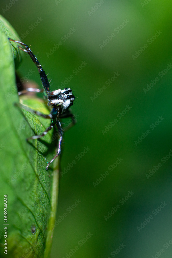 Fototapeta premium Black and White Spiders that have four