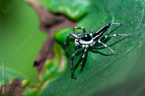 Black and white spider on the leaf