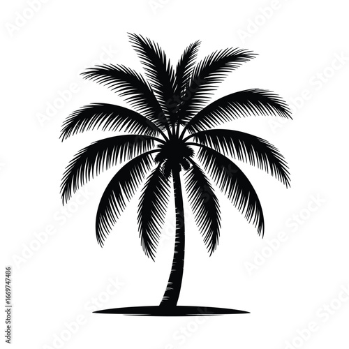 Silhouette of a tropical palm tree against a white background