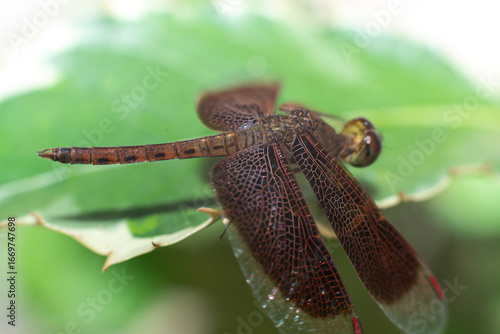 The Red Dragonfly Back Structure is seen closely
