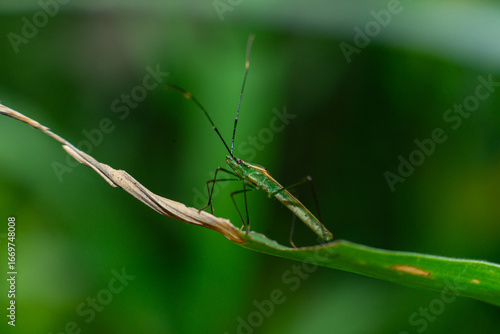 Leptocorisa atau walang sangit