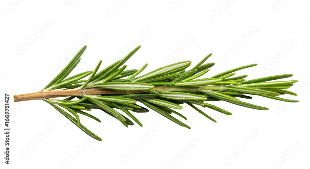 Fototapeta premium Isolated Rosemary Sprig