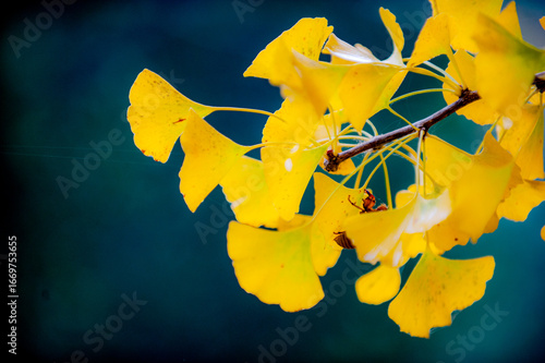 The colors of autumn, maple leaves become bright red, ginkgo leaves become golden yellow