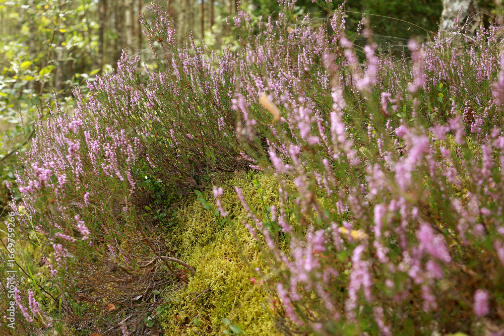 Fototapeta premium A large amount of wild lavender grows along the forest road