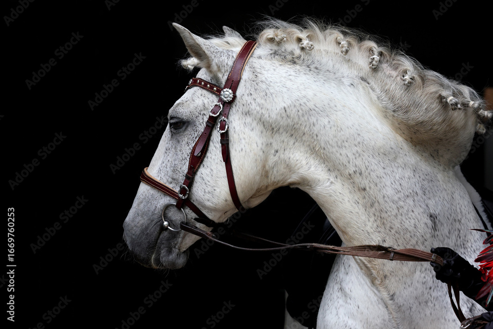 Obraz premium Andalusian grey horse portrait against green trees background