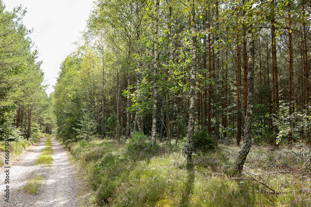 Fototapeta premium The road passes through a forest planted with birch and fir trees
