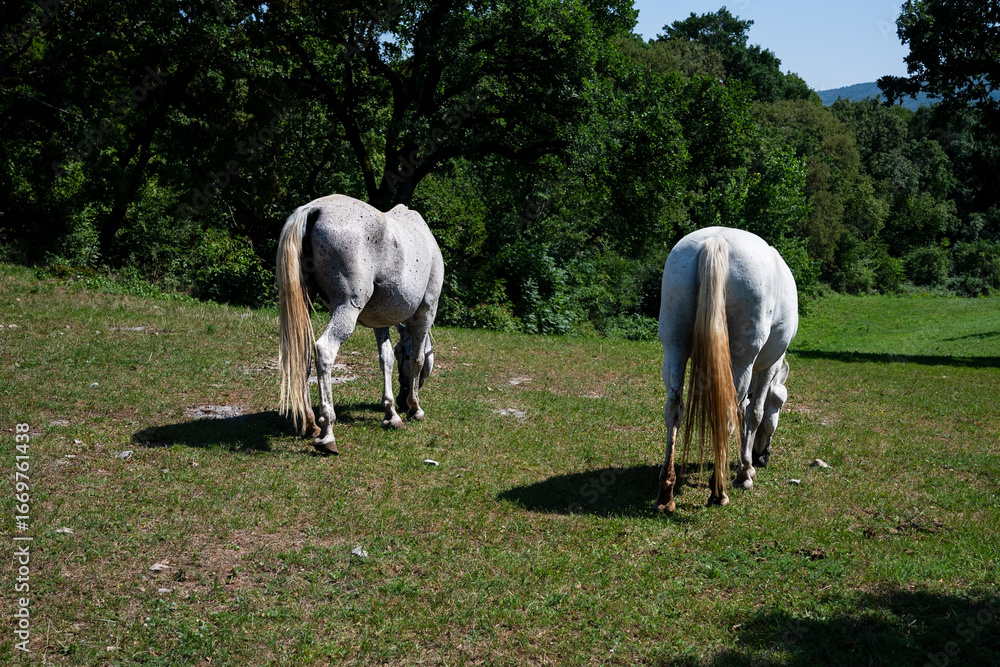 Obraz premium The Lipizzaners in the wild in Slovenia