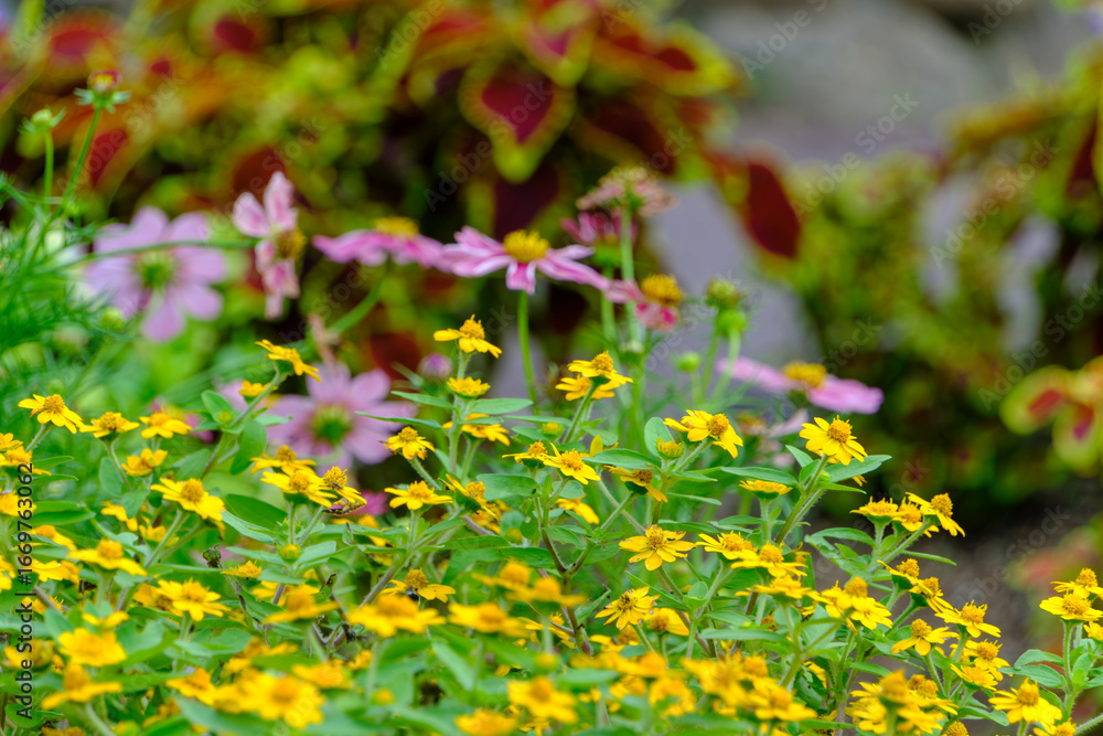 Obraz premium 鮮やかな黄色のジニアと背景に咲くピンクの花々