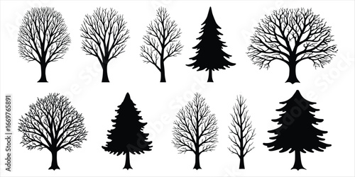 Bare Tree Silhouettes and Evergreen Trees in Black and White on White Background deciduous