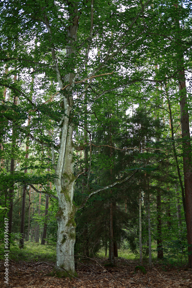 Naklejka premium tall beautiful tree with green leaves and light bark and a wide crown on a background of fir trees in the forest