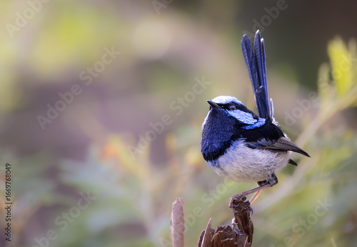 Behang blue tit on a branch, fairy wren