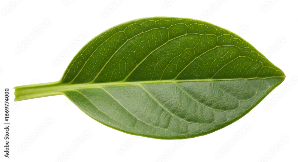 Obraz premium Isolated Green Leaf