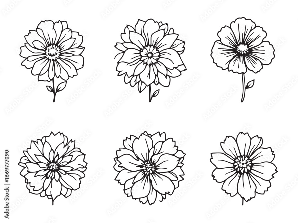 Obraz premium pincushion flower line art