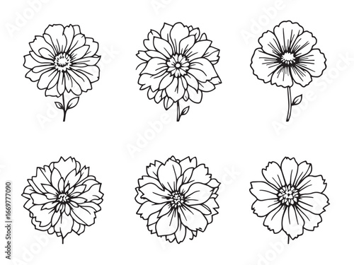 pincushion flower line art