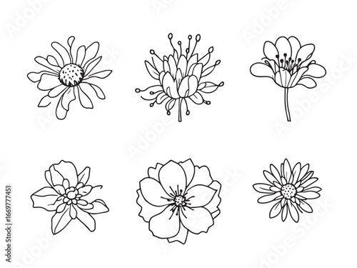 pincushion flower vector illustration