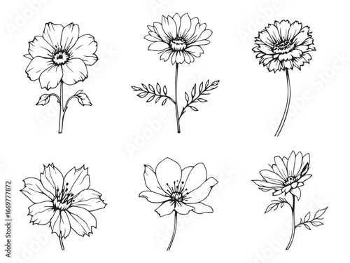 pincushion flower minimal line art