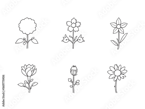 pincushion flower botanical drawing