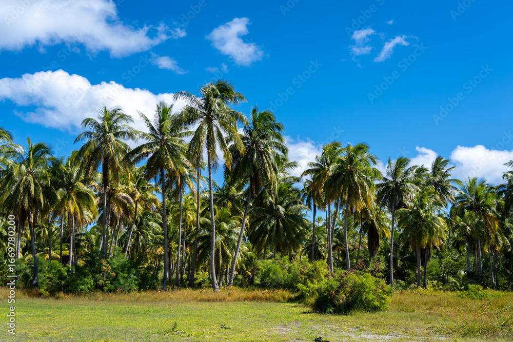 Obraz premium Coconut trees on Tikehau Atoll, Tuamotus, French Polynesia under a blue sky