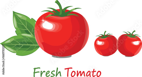 Three fresh red tomatoes with green leaves and “Fresh Tomato” text, realistic vector food illustration on white background for design use