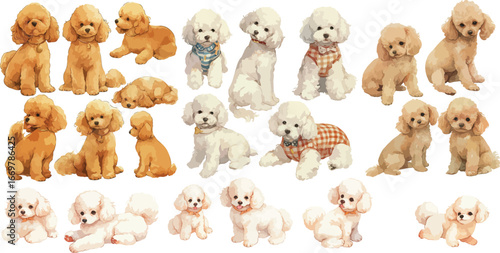 cute poodle watercolor clipart 