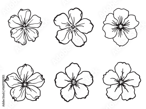 Plumbago Botanical Sketch
