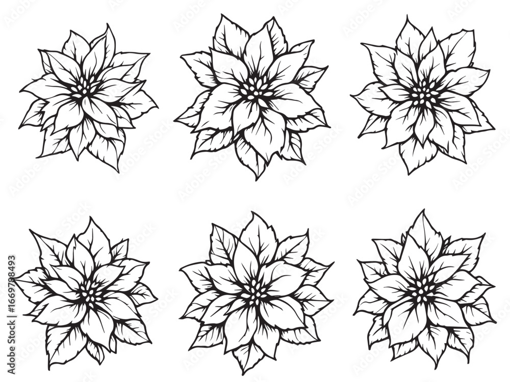 Obraz premium Poinsettia Christmas flower illustration