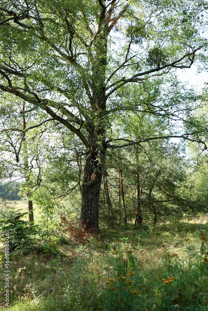 Naklejka premium old tall deciduous tree on the edge of the forest
