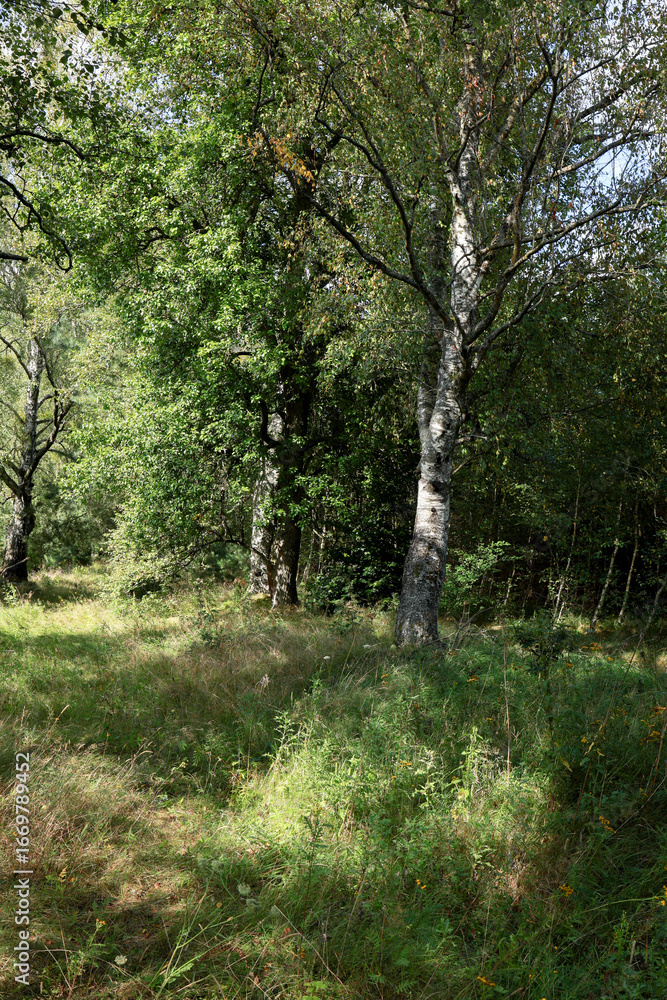 Fototapeta premium forest atmosphere, beautiful green tall trees among green grass, forest at the end of summer