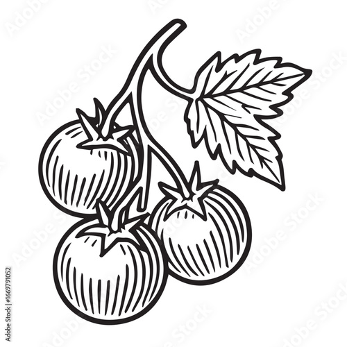 Botanical Study of Ripe Tomatoes linocut woodcut engraving black and white vegetable illustration