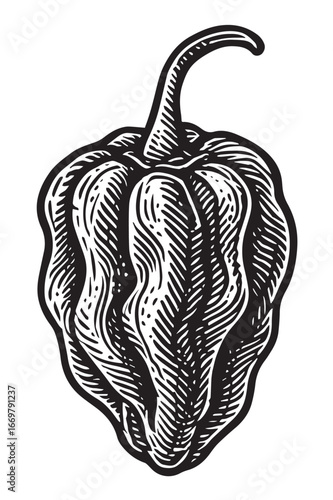 Detailed Habanero in Ink Sketch linocut woodcut engraving black and white vegetable illustration