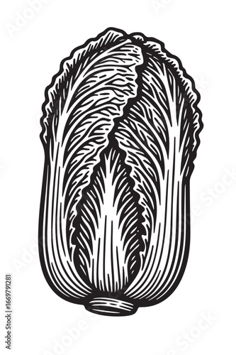 Detailed Napa Cabbage Etching linocut woodcut engraving black and white vegetable illustration