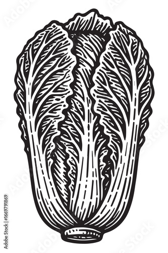 Napa cabbage black and white etching vintage engraving linocut woodcut lineart detailed botanical vegetable illustration for food packaging and label design