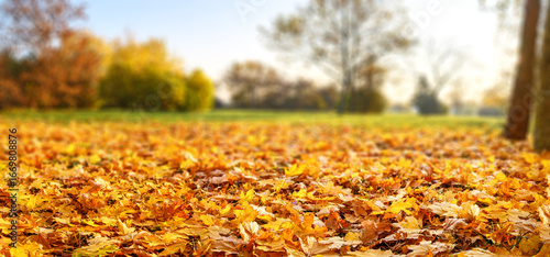 orange and red fall  leaves, autumn natural background in park