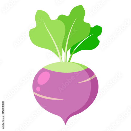 Minimal clean color vector illustration of a kohlrabi vegetable