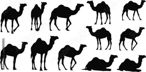 Camel silhouette, desert animal vector, Arabian camel drawing, dromedary illustration, wild camel shapes, caravan animal design, Sahara camel artwork, nomadic transport