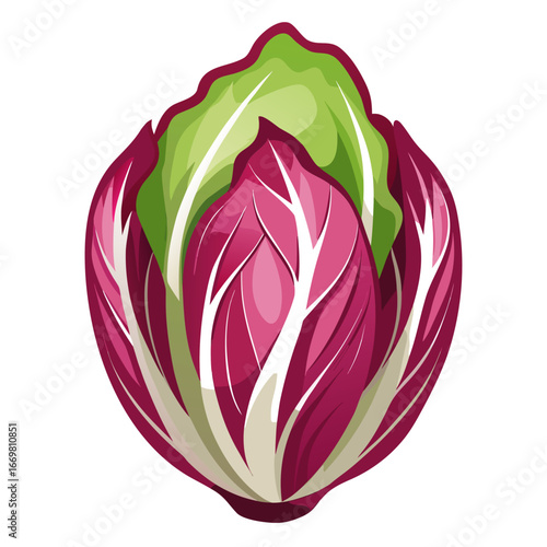 Simple neat color vector design of a radicchio