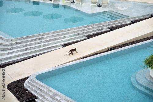 Fotografie Monkey Walking on Path Near Swimming Pools