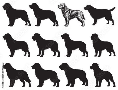 BERGER PICARD DOG SILHOUETTE