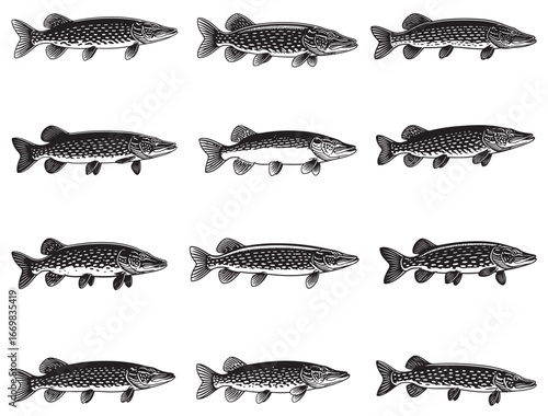 NORTHERN PIKE FISH SILHOUETTE
