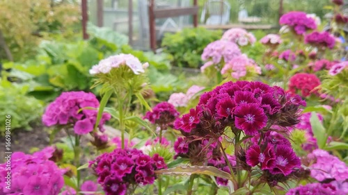 Wallpaper Mural Romantic pink and purple flowers Sweet William growing in garden Torontodigital.ca