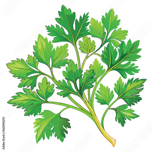 Vibrant Sprig of Parsley Detailed Botanical Vector Illustration of Fresh Culinary Herb for Cooking and Garnish 