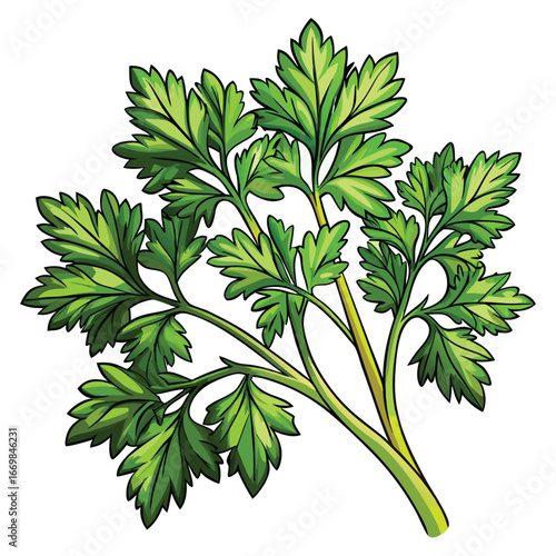 Vibrant Sprig of Parsley Detailed Botanical Vector Illustration of Fresh Culinary Herb for Cooking and Garnish 