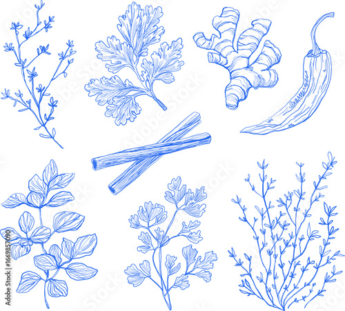Blue ink herbs and spices, hand drawn one line, ginger, chili, cinnamon, mint, coriander