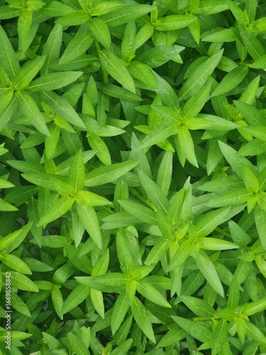 fresh green leaves