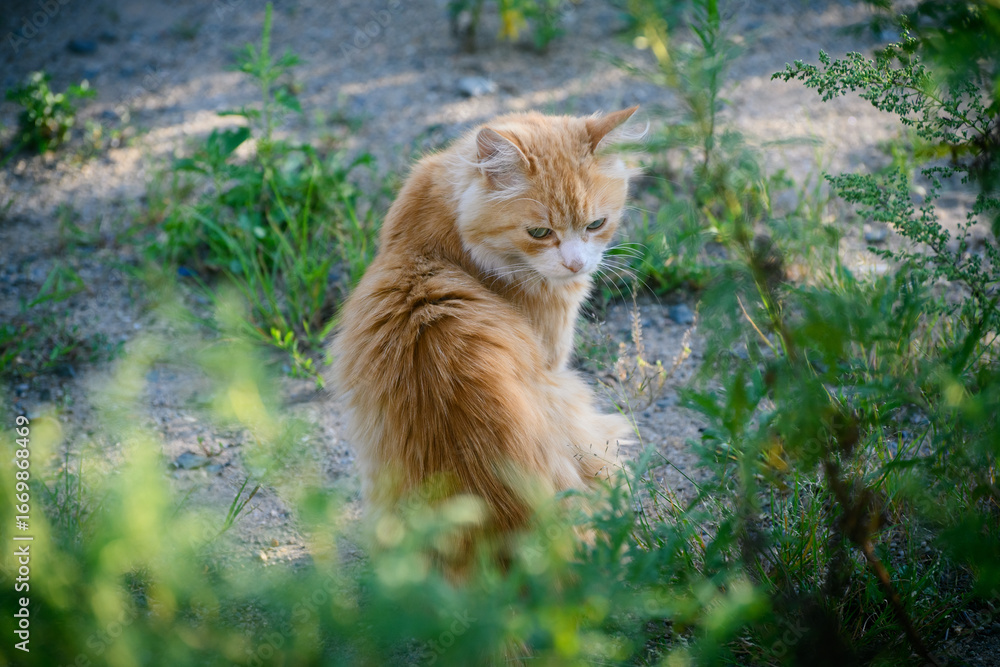 Fototapeta premium Fluffy Ginger Cat with Striking Green Eyes in Nature.