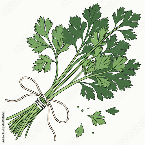 Bunch of fresh green parsley tied with light brown string on a plain white background herb