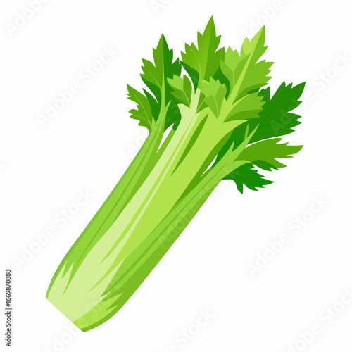 Fresh green celery stalk with leafy tops isolated on white background vegetable food